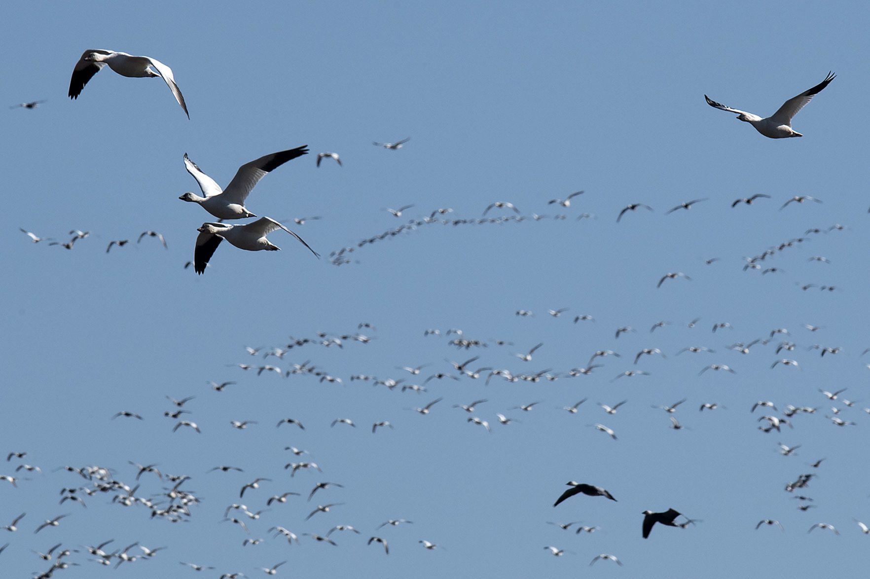 Birds at Branched Oak Lake